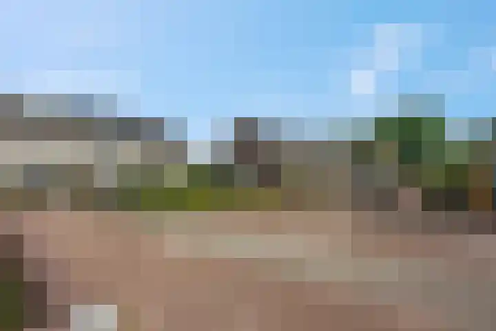 Koraalzwam 15 Veenendaal thumbnail 50
