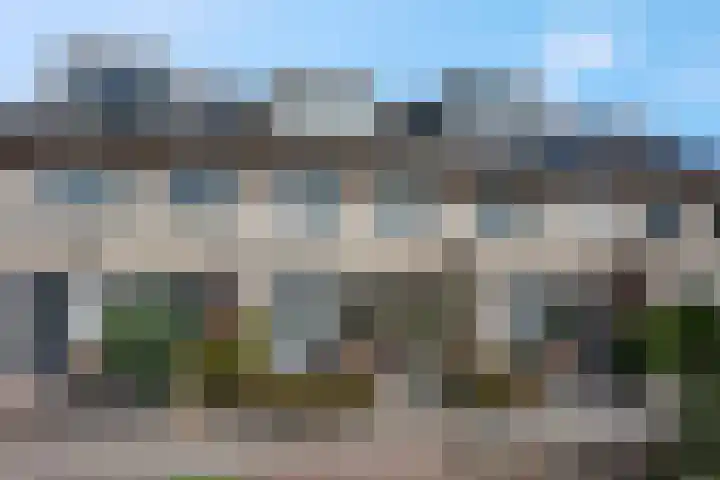 Koraalzwam 15 Veenendaal thumbnail 6