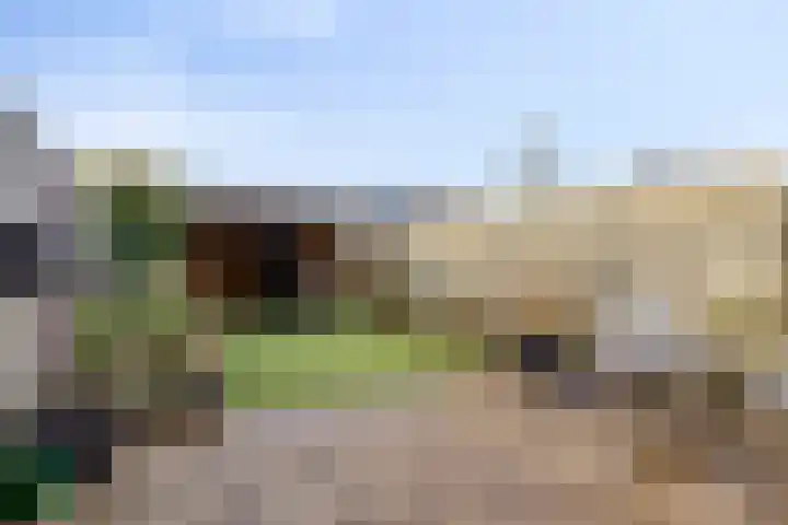 Koraalzwam 16 Veenendaal thumbnail 24