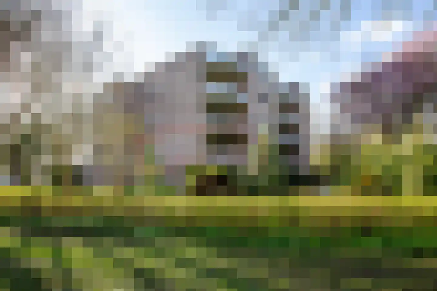 Koraalzwam 167 Alphen aan den Rijn