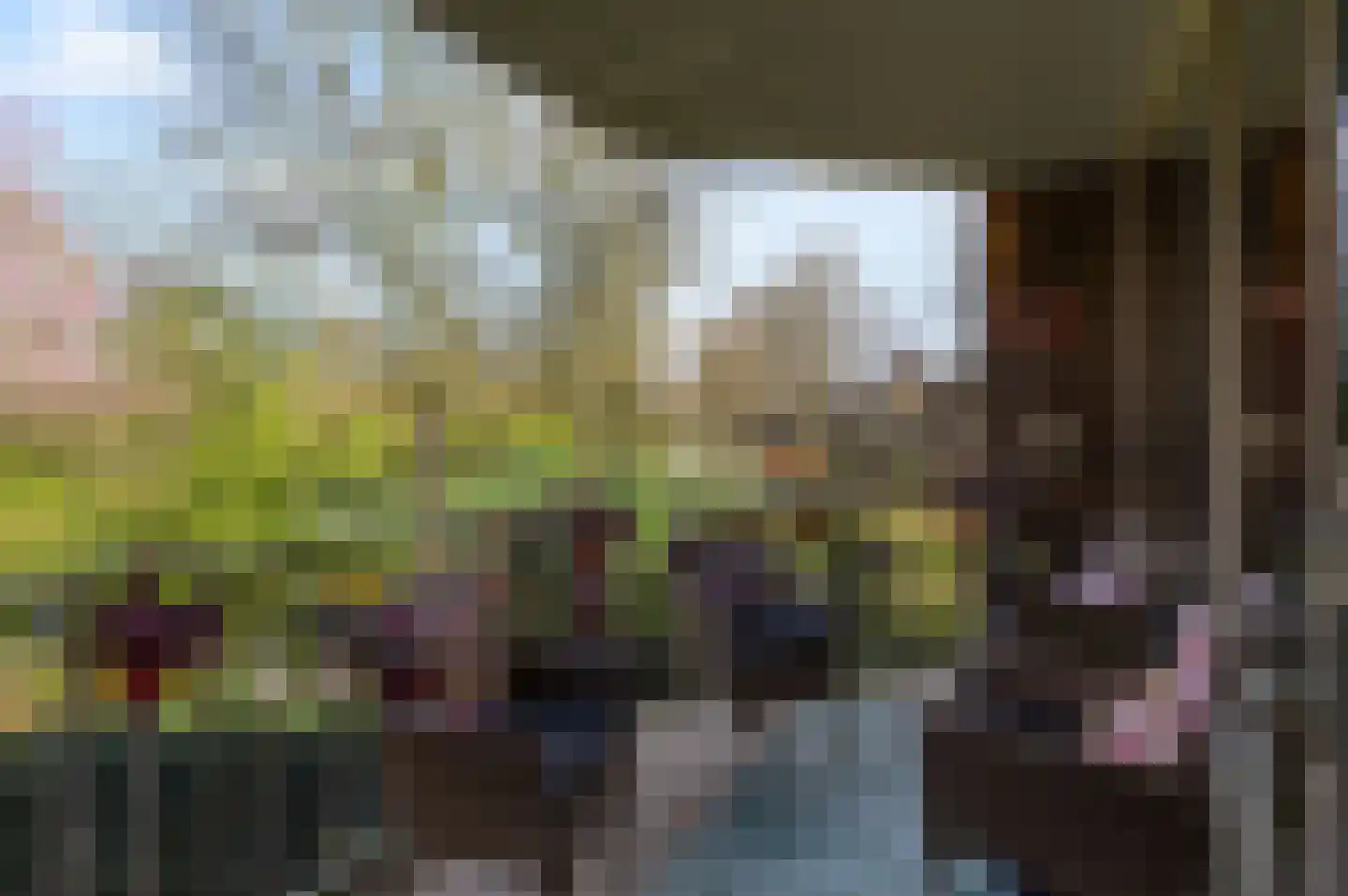 Koraalzwam 167 Alphen aan den Rijn thumbnail 16