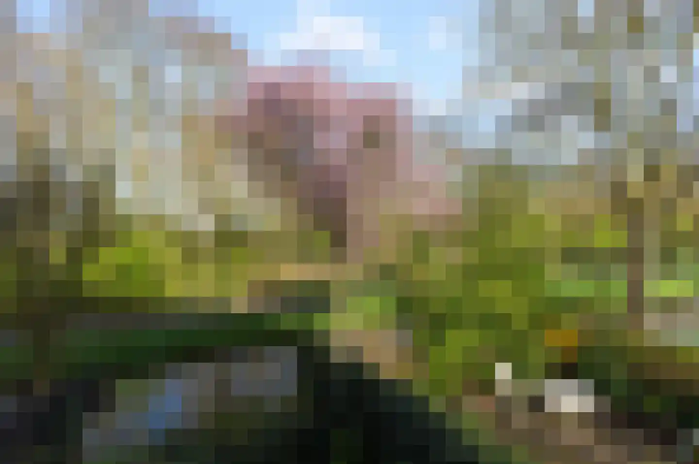 Koraalzwam 167 Alphen aan den Rijn thumbnail 17