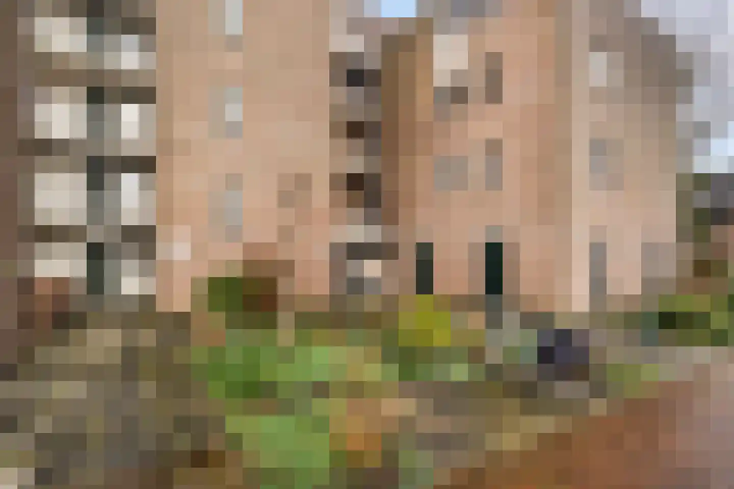 Koraalzwam 187 Alphen aan den Rijn foto 3