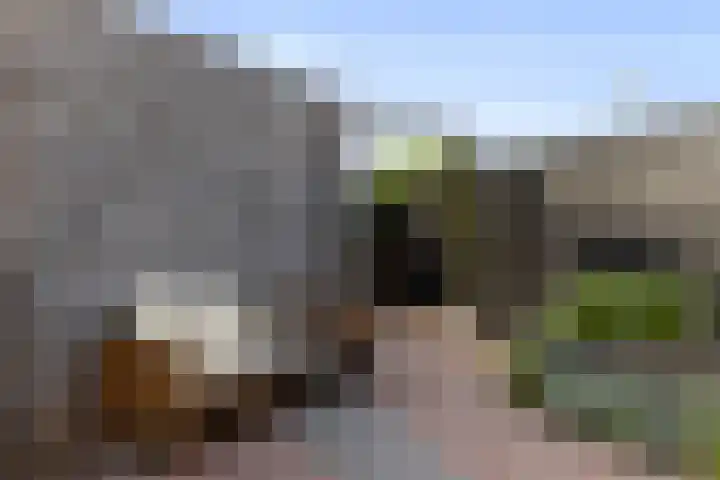 Koraalzwam 20 Apeldoorn thumbnail 12