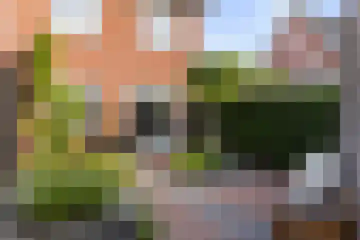 Koraalzwam 20 Apeldoorn thumbnail 15