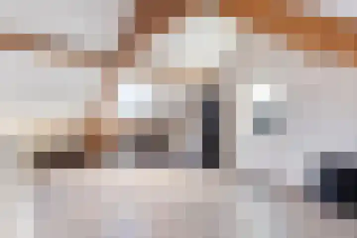 Koraalzwam 20 Apeldoorn thumbnail 32