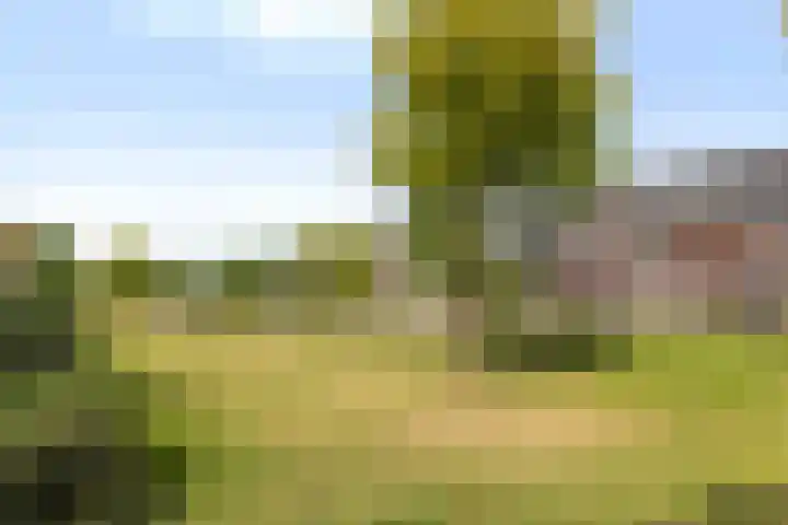 Koraalzwam 20 Apeldoorn thumbnail 34