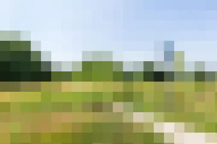 Koraalzwam 20 Apeldoorn thumbnail 35