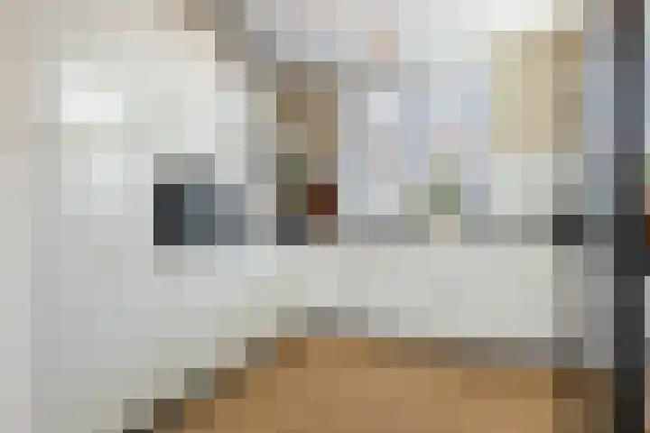 Koraalzwam 20 Apeldoorn thumbnail 4