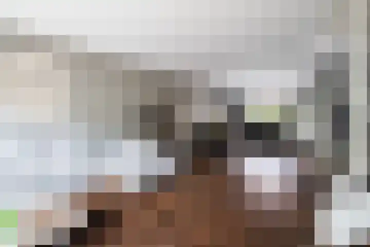 Koraalzwam 21 Alphen aan den Rijn thumbnail 19