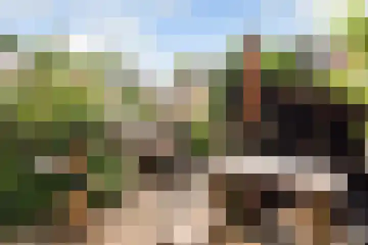 Koraalzwam 21 Alphen aan den Rijn thumbnail 24