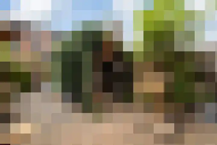 Koraalzwam 21 Alphen aan den Rijn thumbnail 25