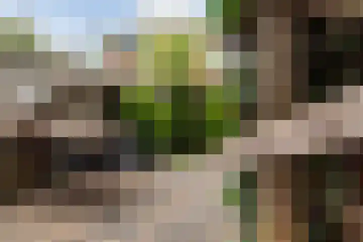 Koraalzwam 21 Alphen aan den Rijn thumbnail 26
