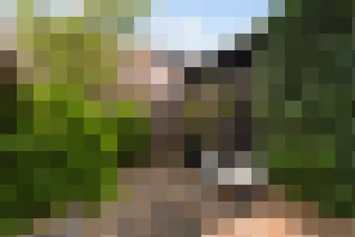Koraalzwam 21 Alphen aan den Rijn thumbnail 28
