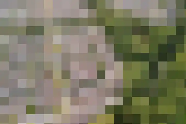 Koraalzwam 21 Alphen aan den Rijn thumbnail 4