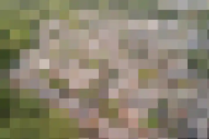 Koraalzwam 21 Alphen aan den Rijn thumbnail 5