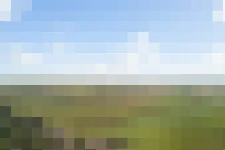 Koraalzwam 21 Alphen aan den Rijn thumbnail 57