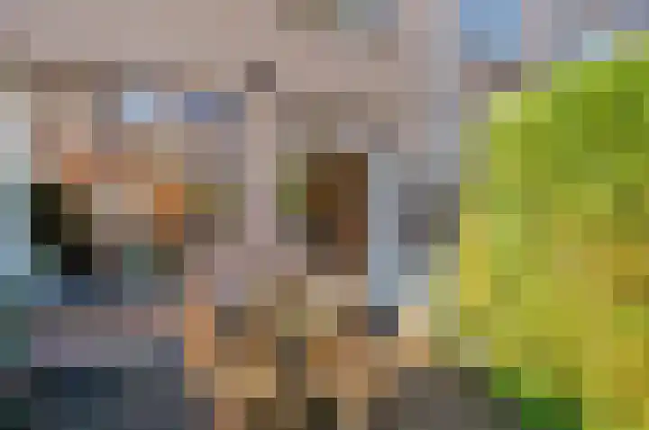 Koraalzwam 93 Alphen aan den Rijn thumbnail 15