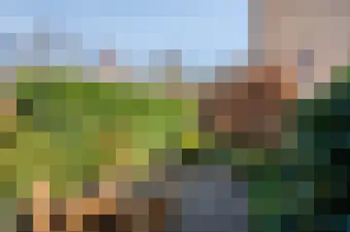 Koraalzwam 93 Alphen aan den Rijn foto 2