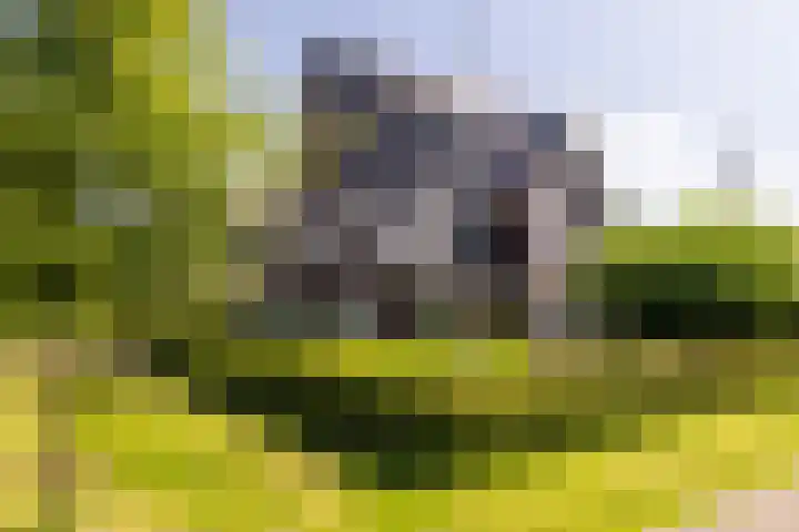 Korbeel 2 Nunspeet foto 3