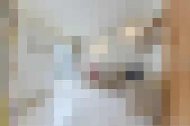 Korbeellaan 4 Heiloo thumbnail 8