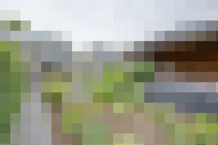 Korenaar 22 Beemte Broekland thumbnail 25