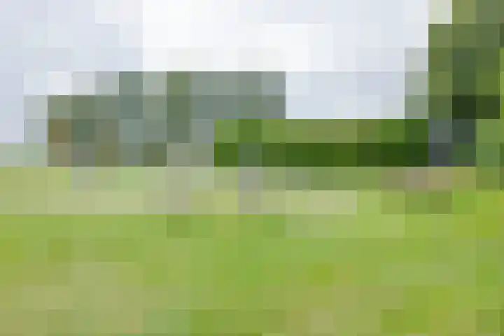 Korenaar 22 Beemte Broekland thumbnail 30