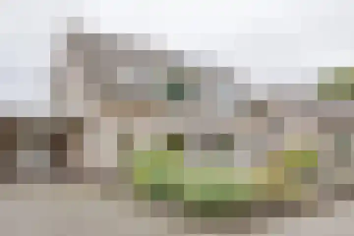 Korenaar 22 Beemte Broekland thumbnail 35