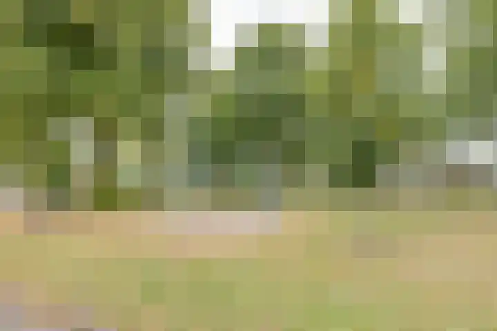 Korenaar 22 Beemte Broekland thumbnail 39