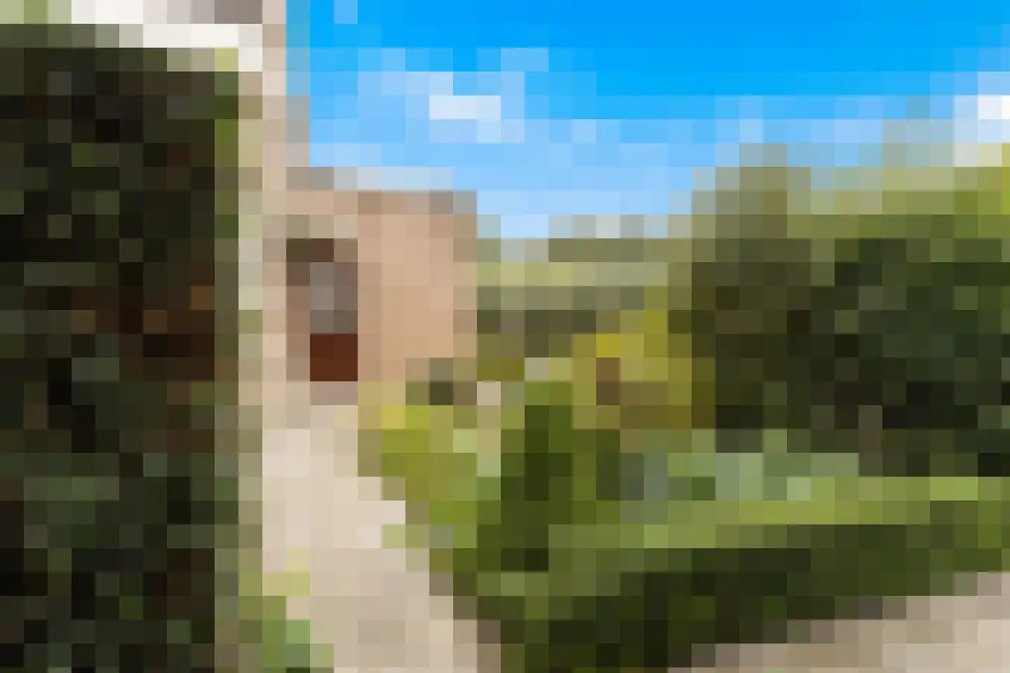 Korenbloem 1 b Bergambacht thumbnail 33