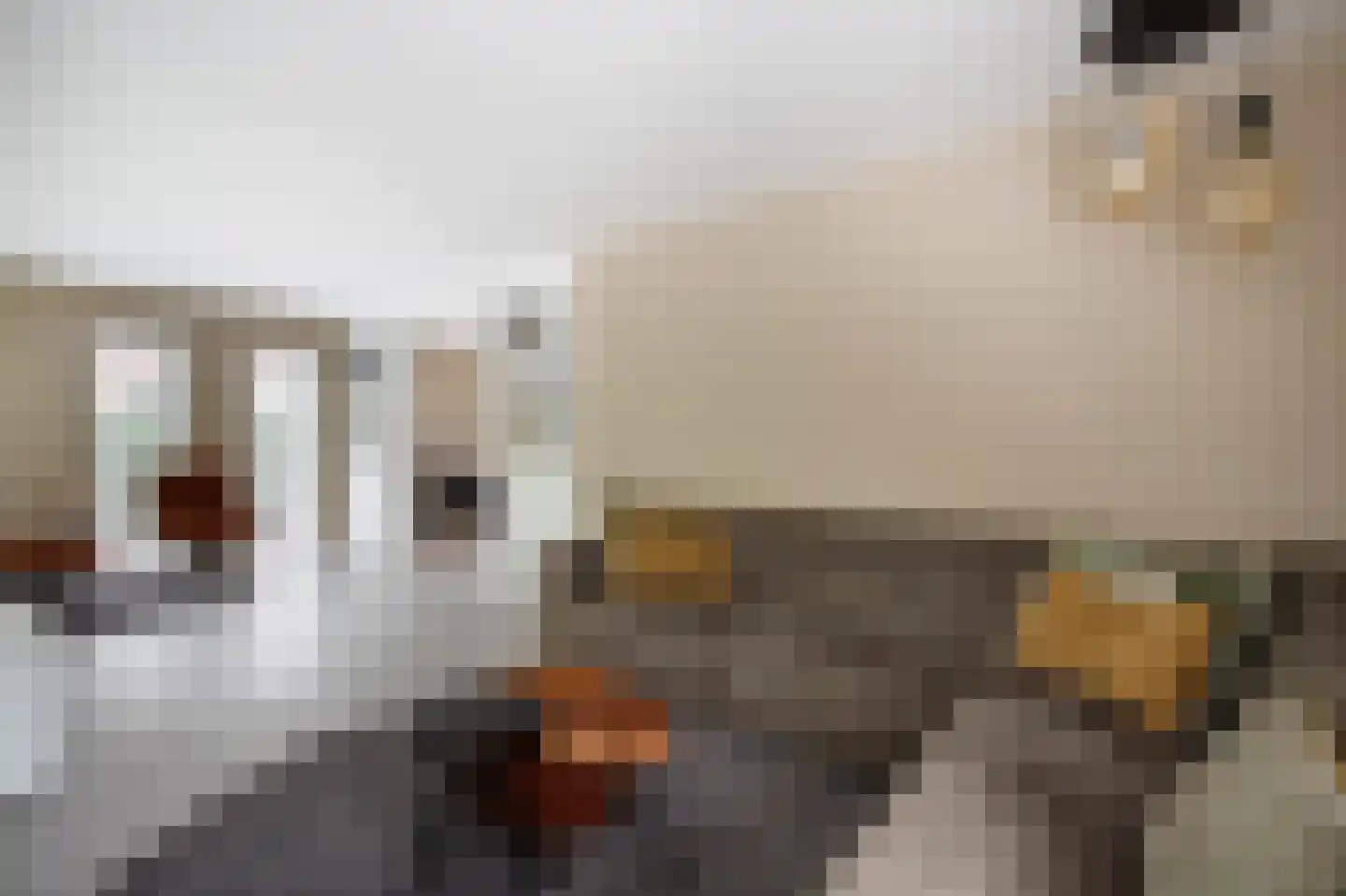 Korenbloem 10 Bergambacht thumbnail 10