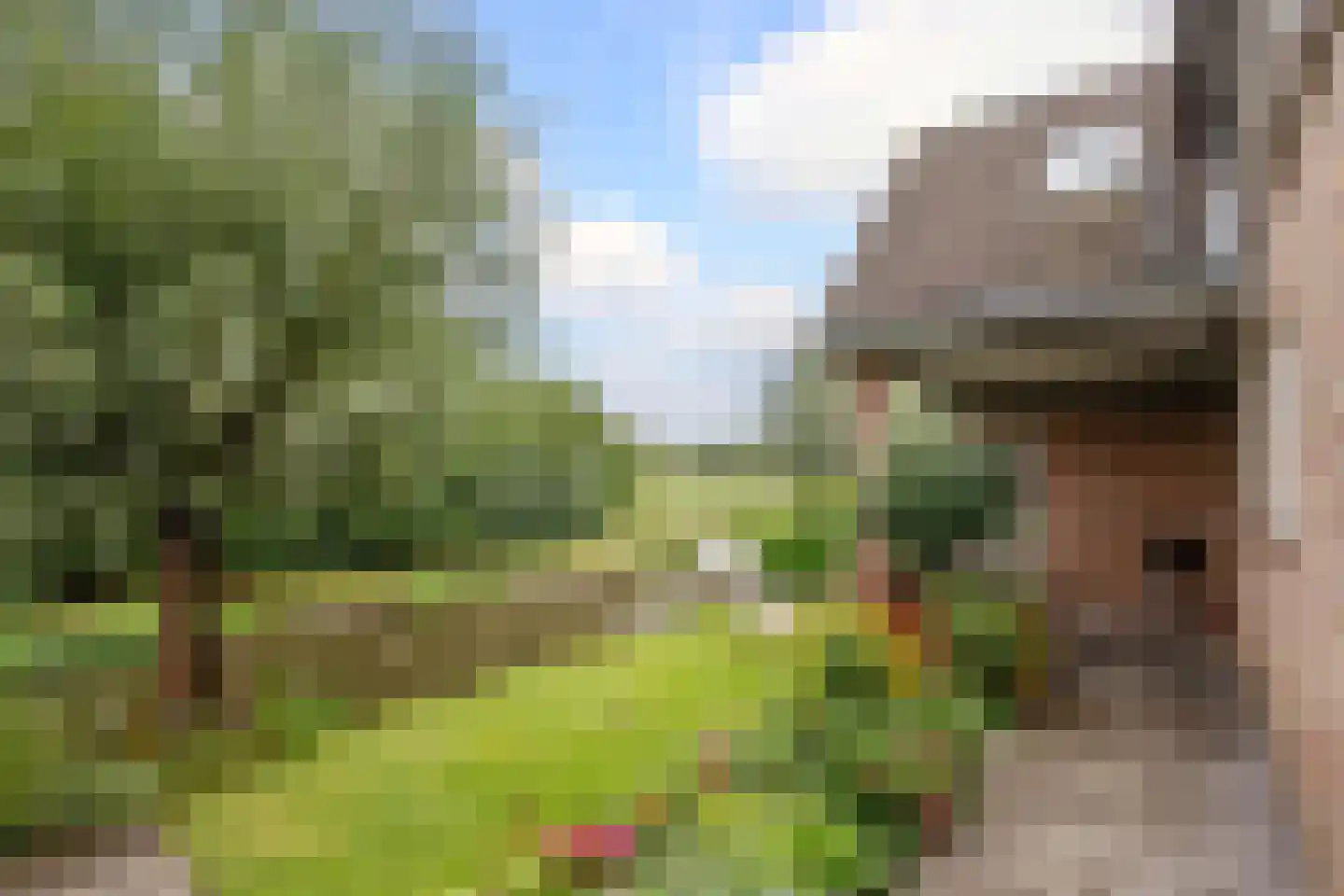 Korenbloem 10 Bergambacht thumbnail 36