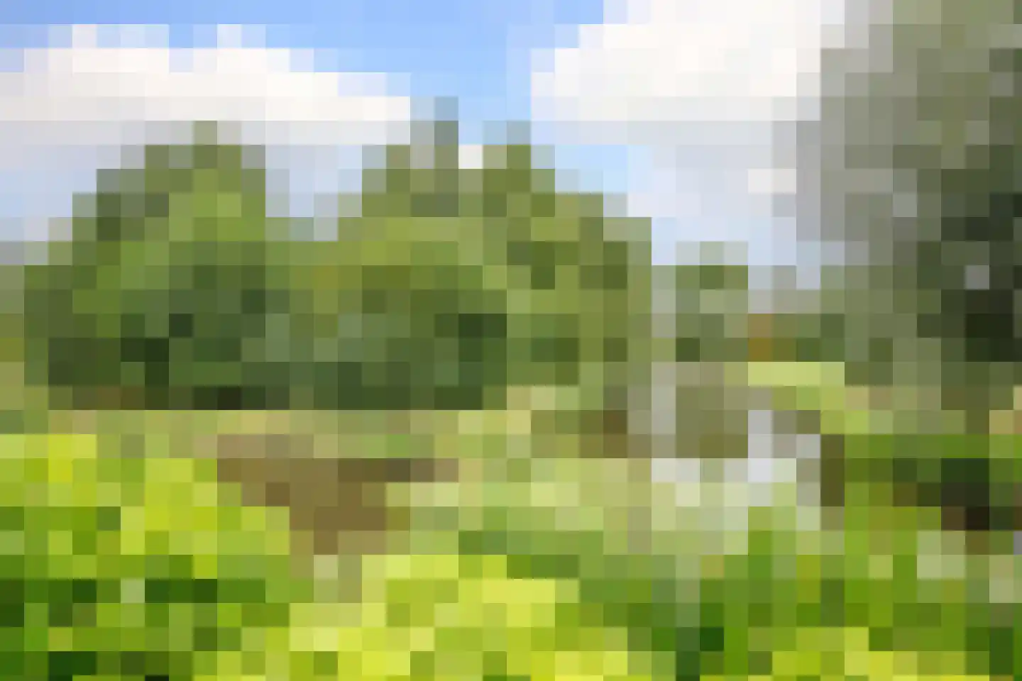 Korenbloem 10 Bergambacht thumbnail 40