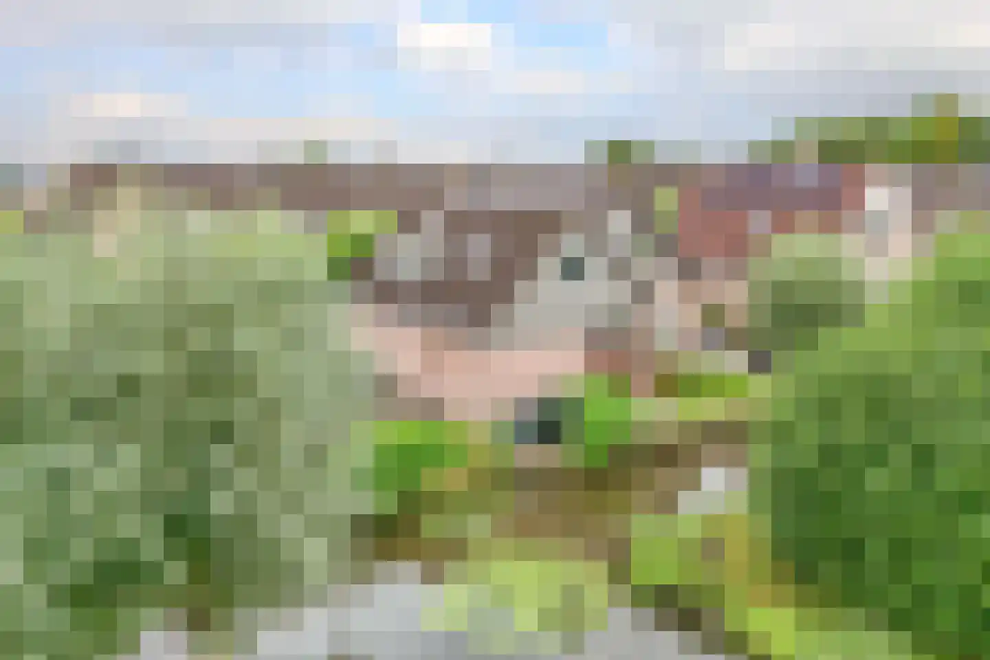 Korenbloem 10 Bergambacht thumbnail 46