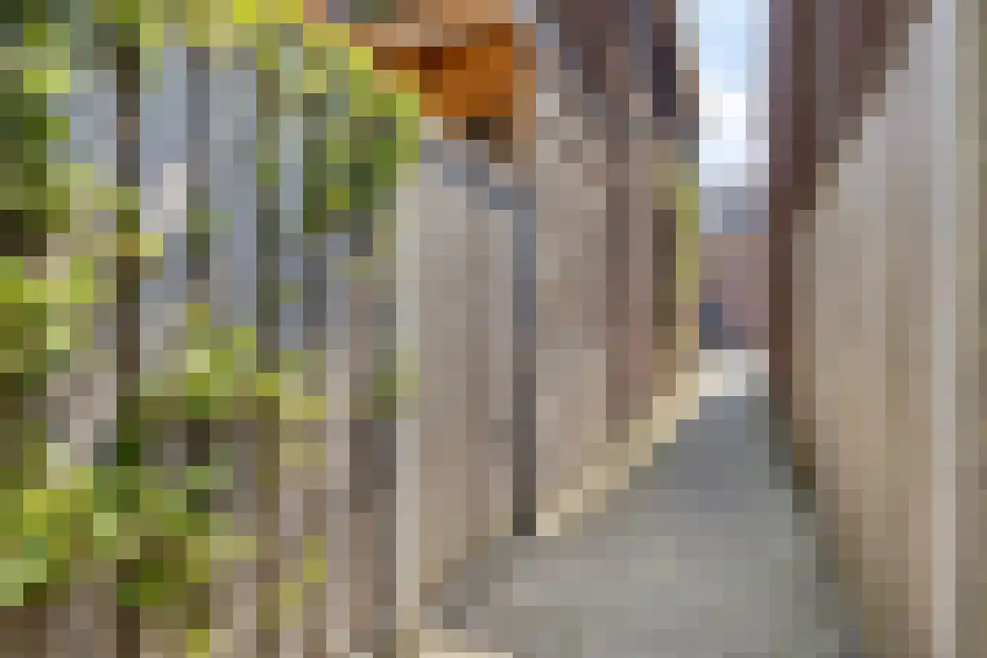 Korenbloem 10 Galder thumbnail 25
