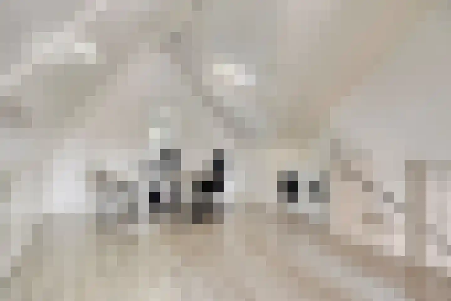 Korenbloem 10 Galder thumbnail 37
