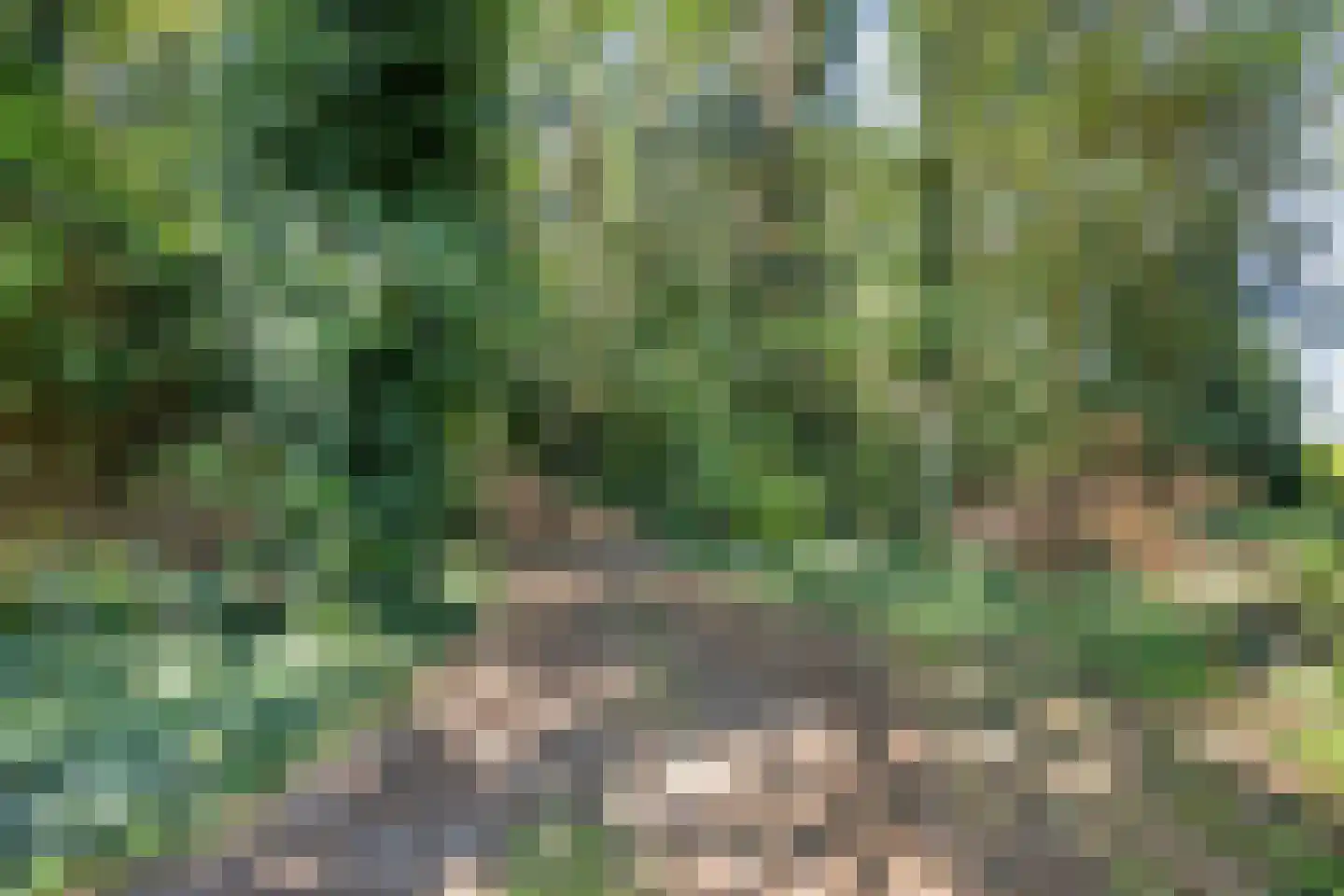 Korenbloem 10 Galder thumbnail 44