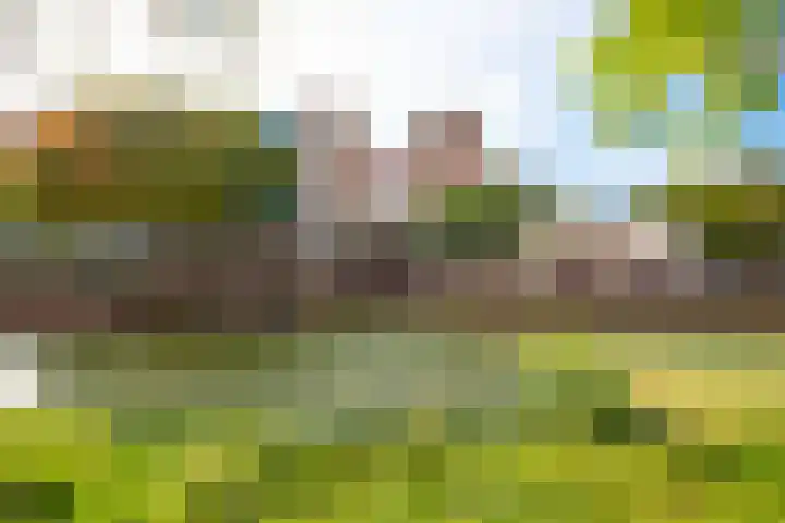 Korenbloem 101 Zwaag thumbnail 25