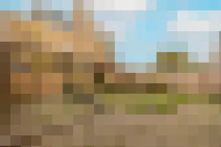 Korenbloem 11 Noordwijkerhout thumbnail 37