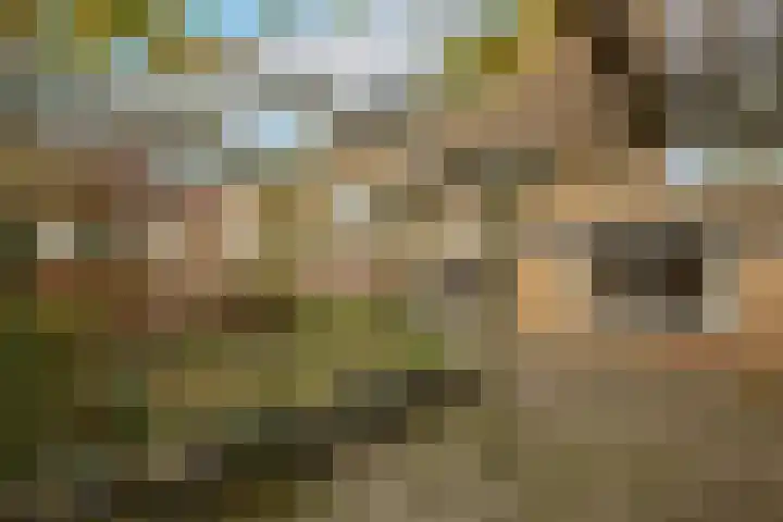 Korenbloem 11 Noordwijkerhout thumbnail 38
