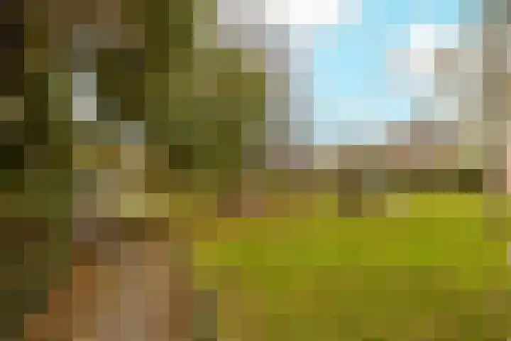 Korenbloem 11 Noordwijkerhout thumbnail 46