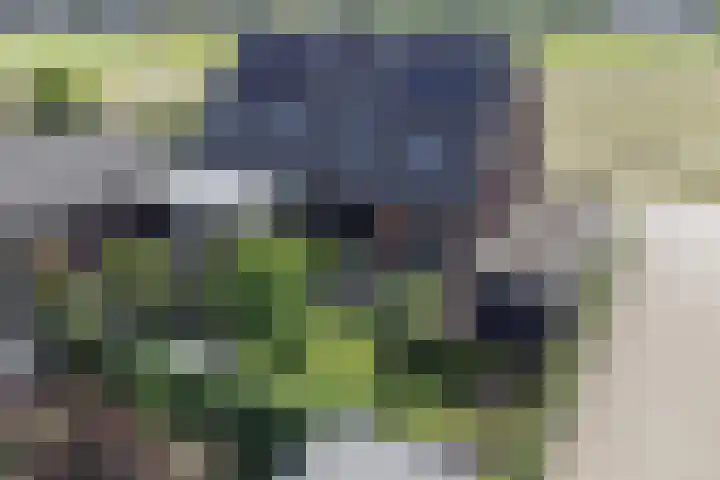 Korenbloem 12 Klarenbeek thumbnail 37