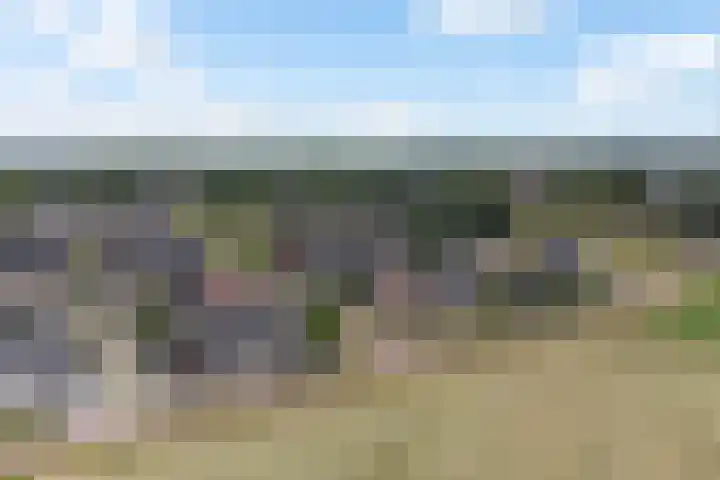 Korenbloem 12 Klarenbeek thumbnail 41