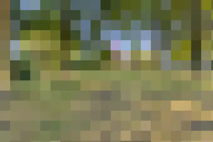 Korenbloem 14 Haaksbergen thumbnail 32