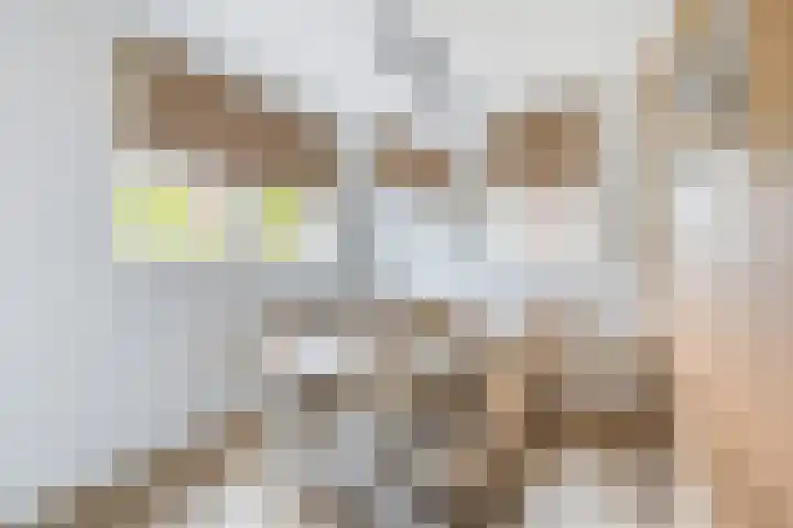Korenbloem 15 Oudenhoorn thumbnail 32