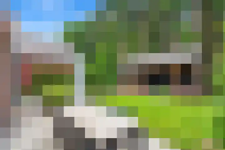 Korenbloem 26 Galder thumbnail 31