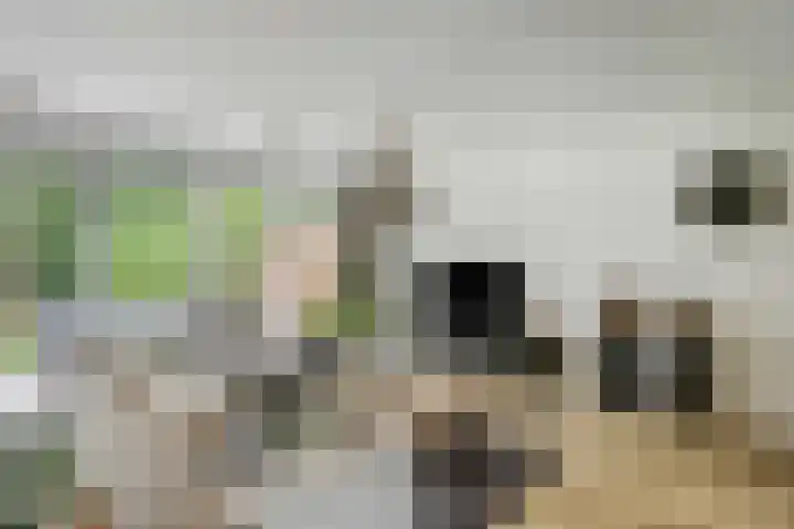 Korenbloem 26 Galder thumbnail 6