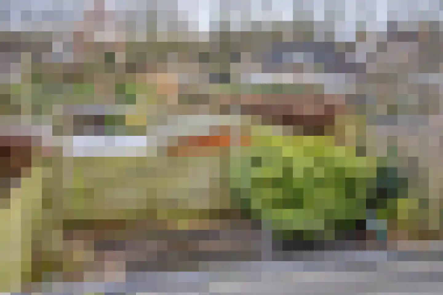 Korenbloem 26 Heino thumbnail 18