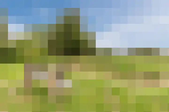 Korenbloem 28 Helden thumbnail 47