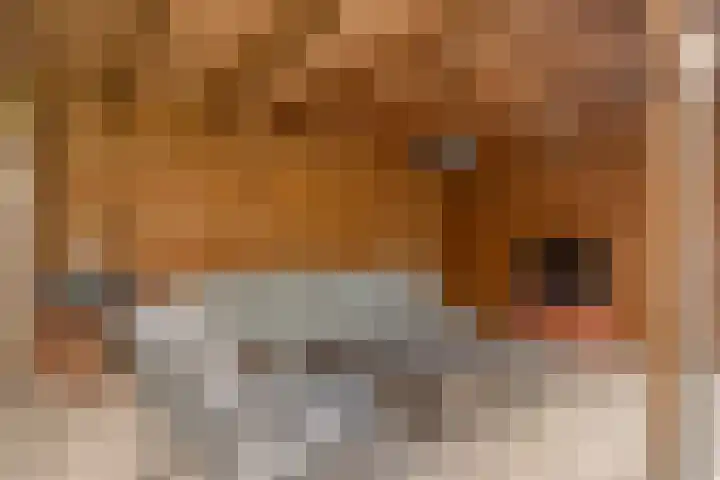 Korenbloem 38 Helden thumbnail 29